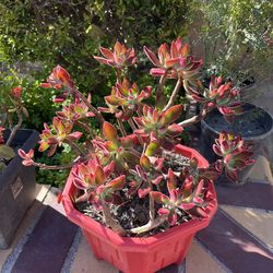Beautiful Red Ruby Velvet Succulent Plant Pot♥️