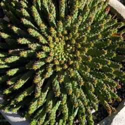 Euphorbia Flanaganii “Medusa Head” 4” Pots