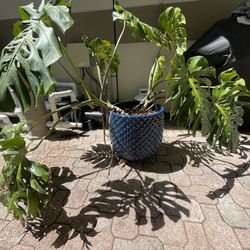 Beautiful monstera plant in blue clay pot