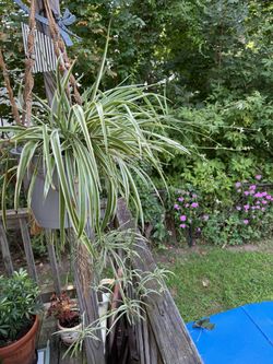 Large Variegated Spider Plant in Pot