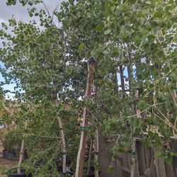 $250 Male Cottonwood Fast Growing Shade Trees 