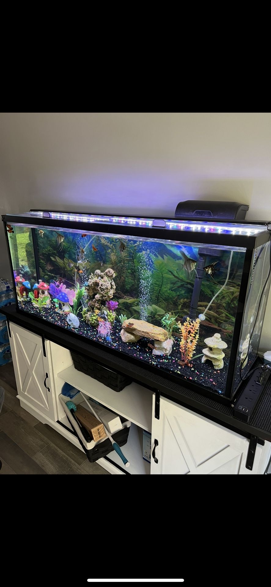 55 Gallon Fish Tank