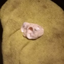 Another Time Seashell