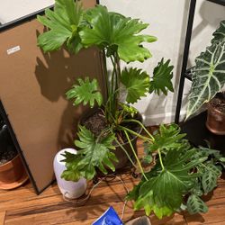 Beautiful Indoor Plant 