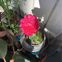 Ranunculus Flower
