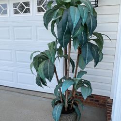 Plant