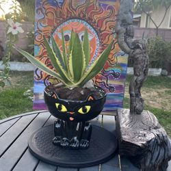 Very Healthy Quadricolor Agave Plant In Cute Holloween Vase 