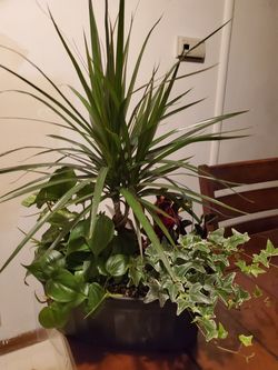 Fallage dish gardens