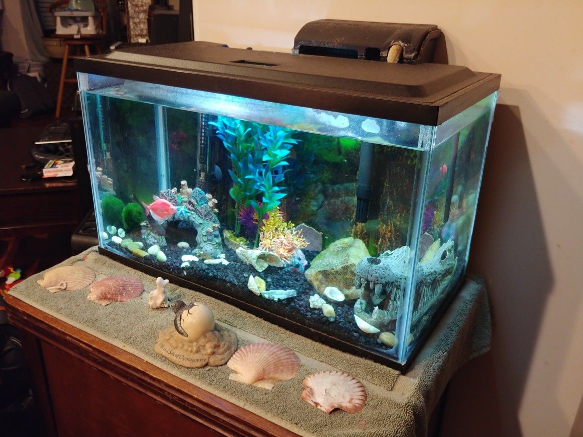 10 gallon fish tank with great filter, warmer, decor, fish, lighting, and table.
