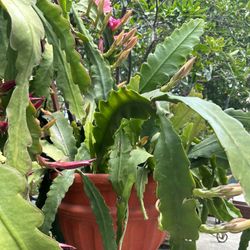 Plant