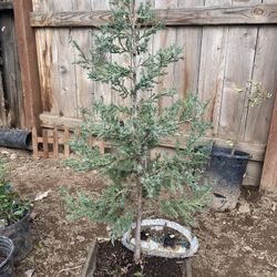 Bonsai 2 Foot Tall Juniper Shaped As Christmas Tree $65