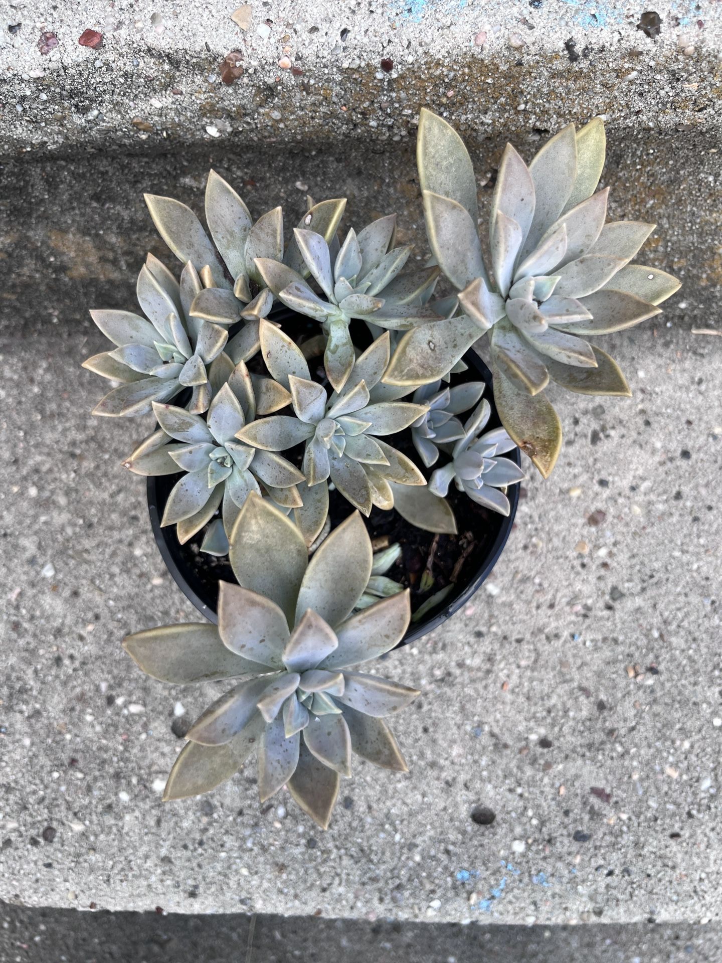 Succulent Plant in Pot