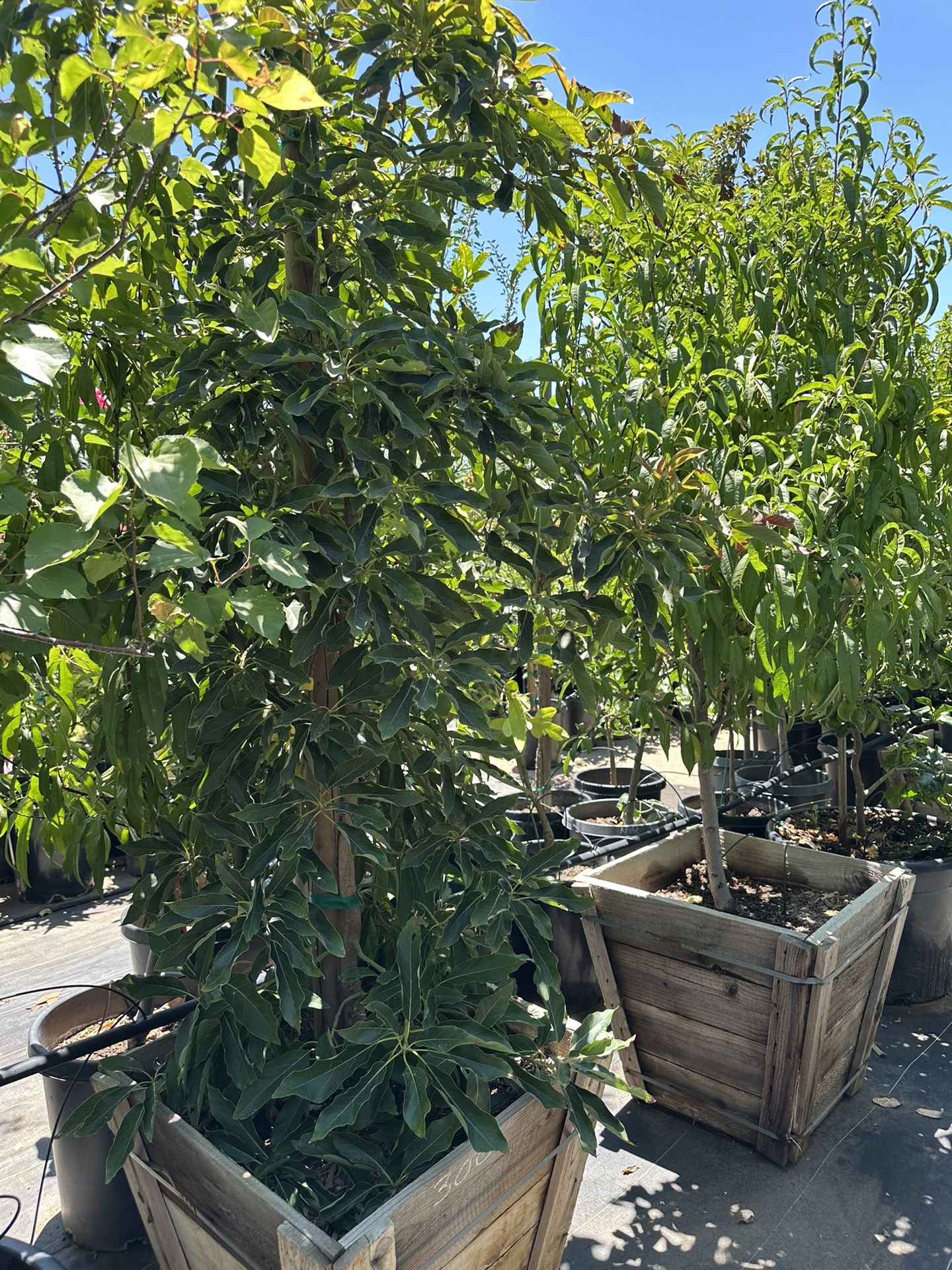 Wurtz Little Cado Avocado Tree  Dwaft Avocado 24”box