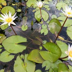 White Water Lily Plant For Pond Aquarium Or Fish