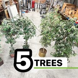 FIVE TREES - TREE - MAKE OFFER - Located in Perris / Lake Elsinore Area - First Come First Served