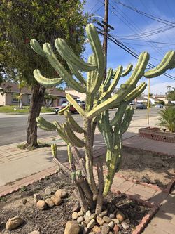 Cactus