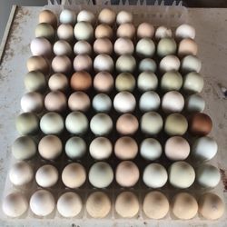 Assorted color egg layer Hatching Eggs 