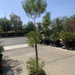 3 Tiers Topiary Plant