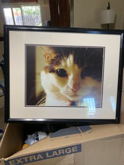 Framed Photograph Close Up White and Tabby Cat