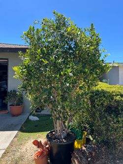 Ficus tree