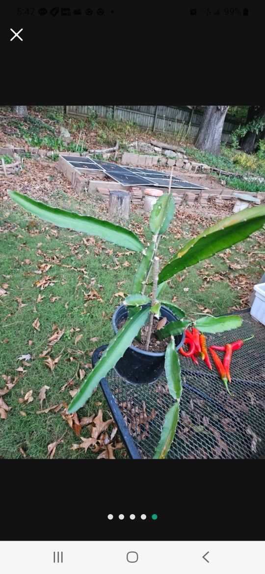 Dragon Fruit Plant