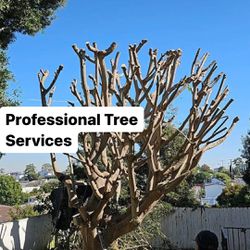 Primavera Tree Service 