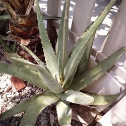 Aloe vera