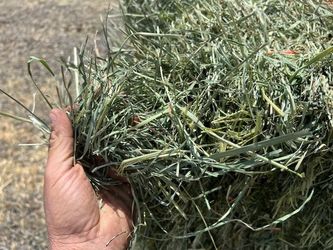 Eastern Washington 2nd Cutting Orchardgrass