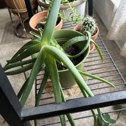 Aloe Plants