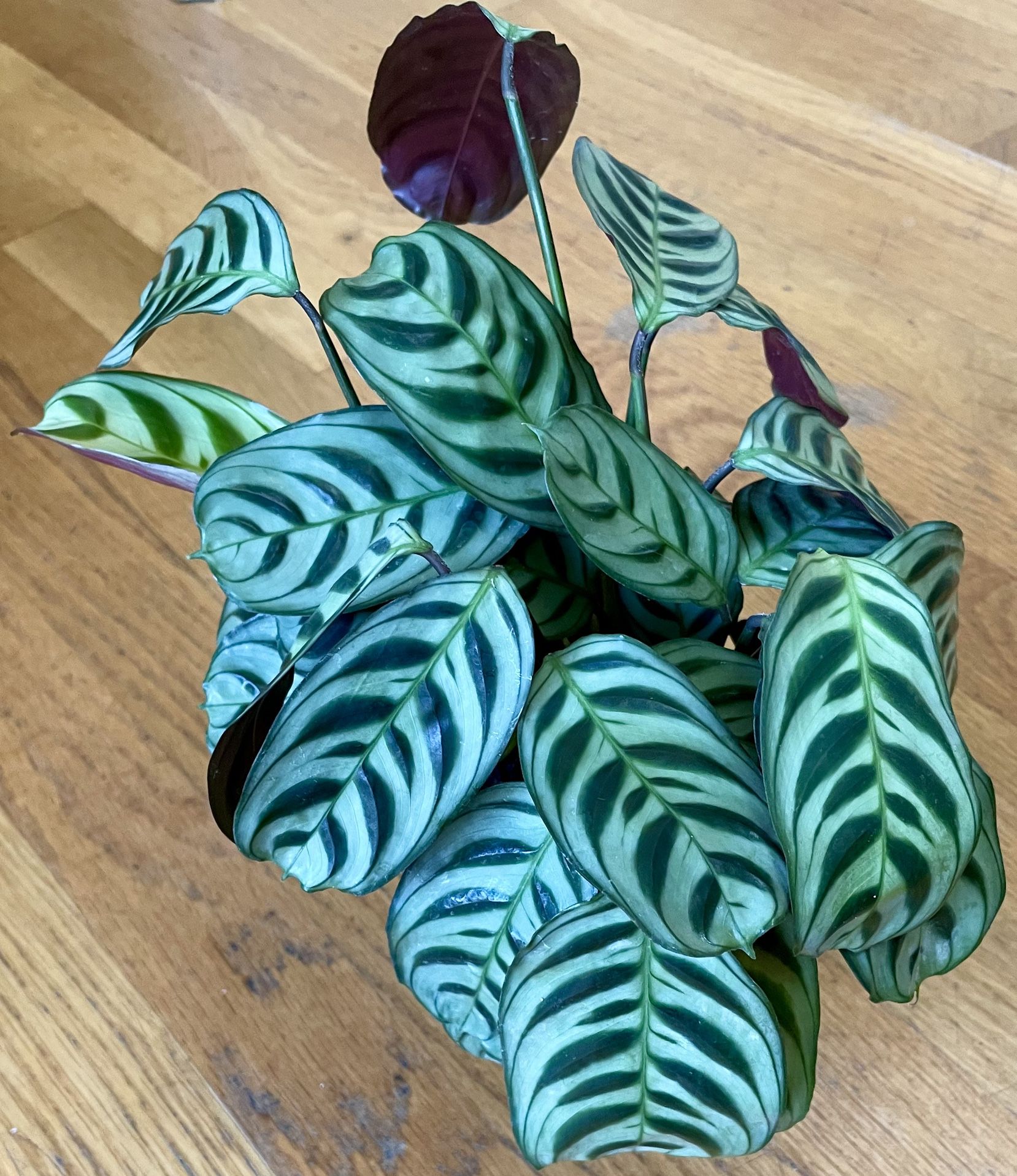 Non-Toxic Calathea Burle Marx Plant / Free Delivery Available