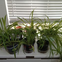 Spider/Parachute Plants