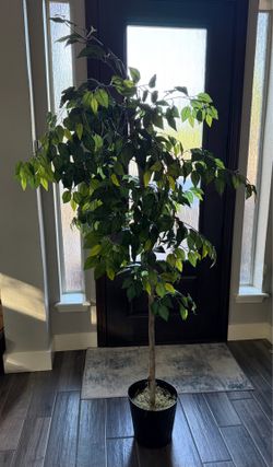 Large Artificial Ficus Tree in Black Planter – Faux Indoor Plant