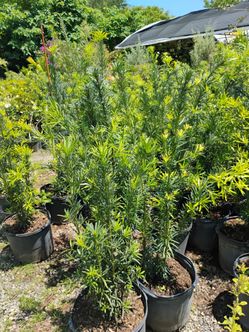 Podocarpus privacy hedges on sale now $19