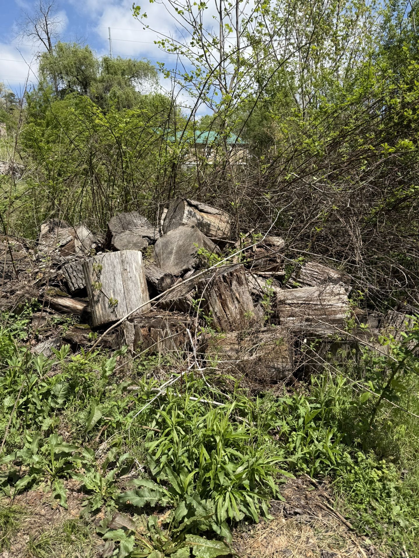 Free Seasoned Firewood