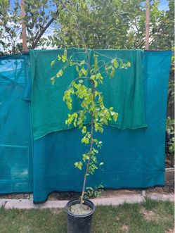 Big jujubee tree