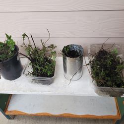 Free Mexican Oregano