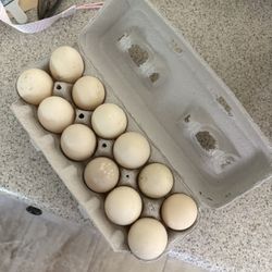Fresh Duck Eggs