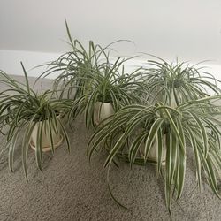 spider plant  with water tray