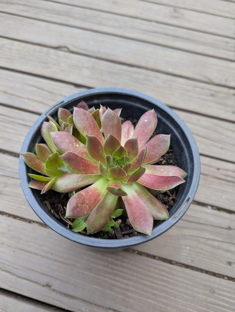 Succulents