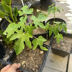 Papaya Fruit Trees Plant
