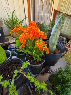 Florist kalanchoe plants
