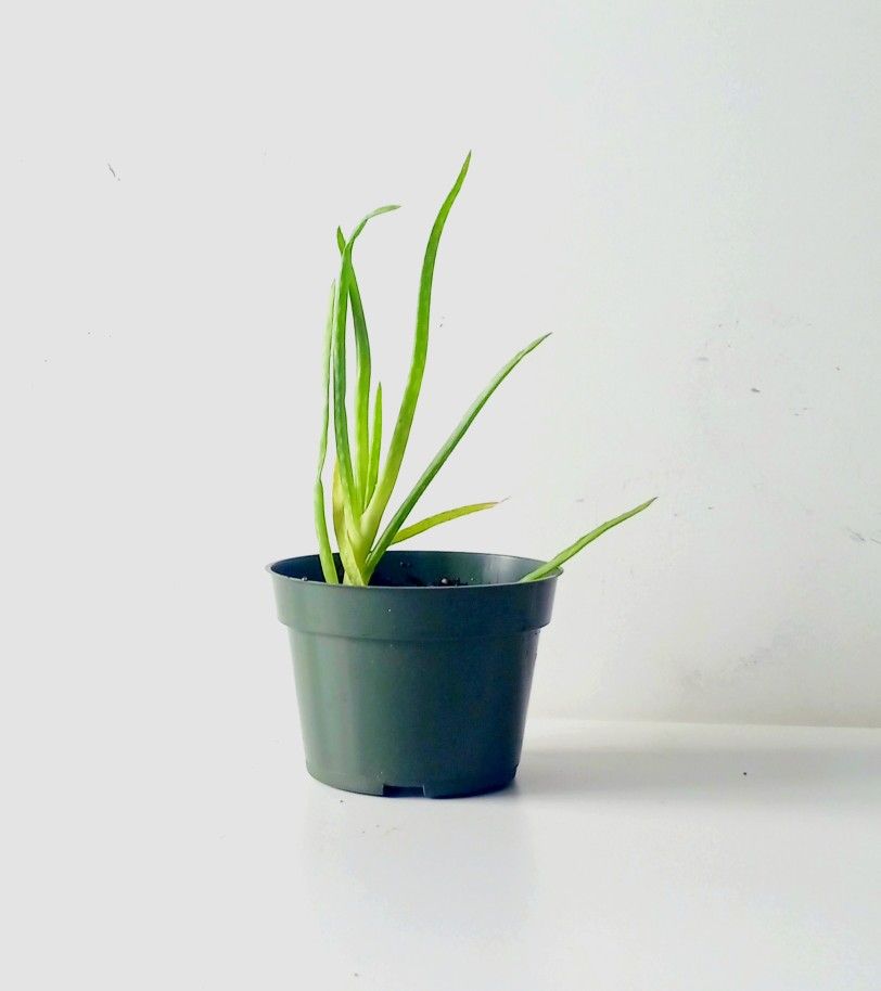 Aloe Vera Succulent Cactus Plant/ House Plant/ Indoor Plant/ Flower Patio Garden