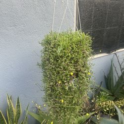 Succulents Con Colgadera