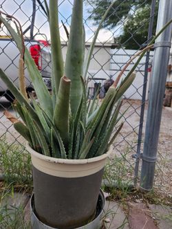 Aloe Vera Plants