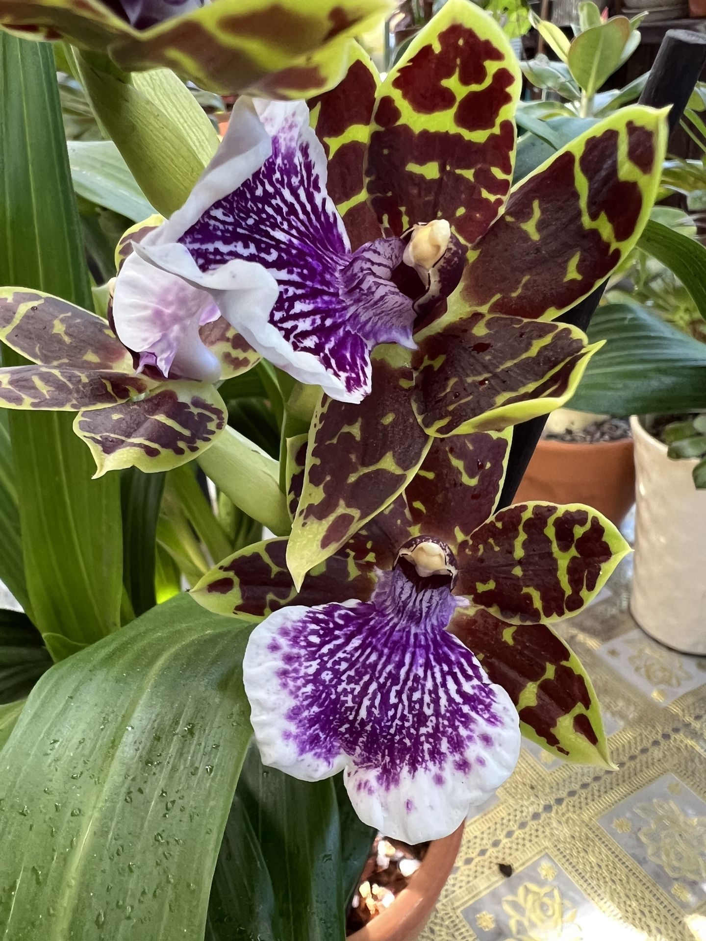 Zygopetalum Orchid With Clay Pot