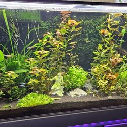 Custom 120 Gallon "Tsunami" Acrylic Aquarium & Equipment - COMPLETE SETUP!