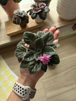 Country Cider African Violet