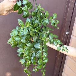  6” Xl Blooming Lipstick Plant 