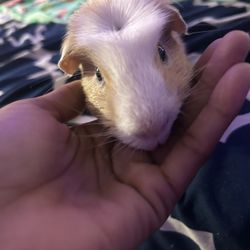 Guinea Bag Of Bedding , Cage, & Pillow come w him