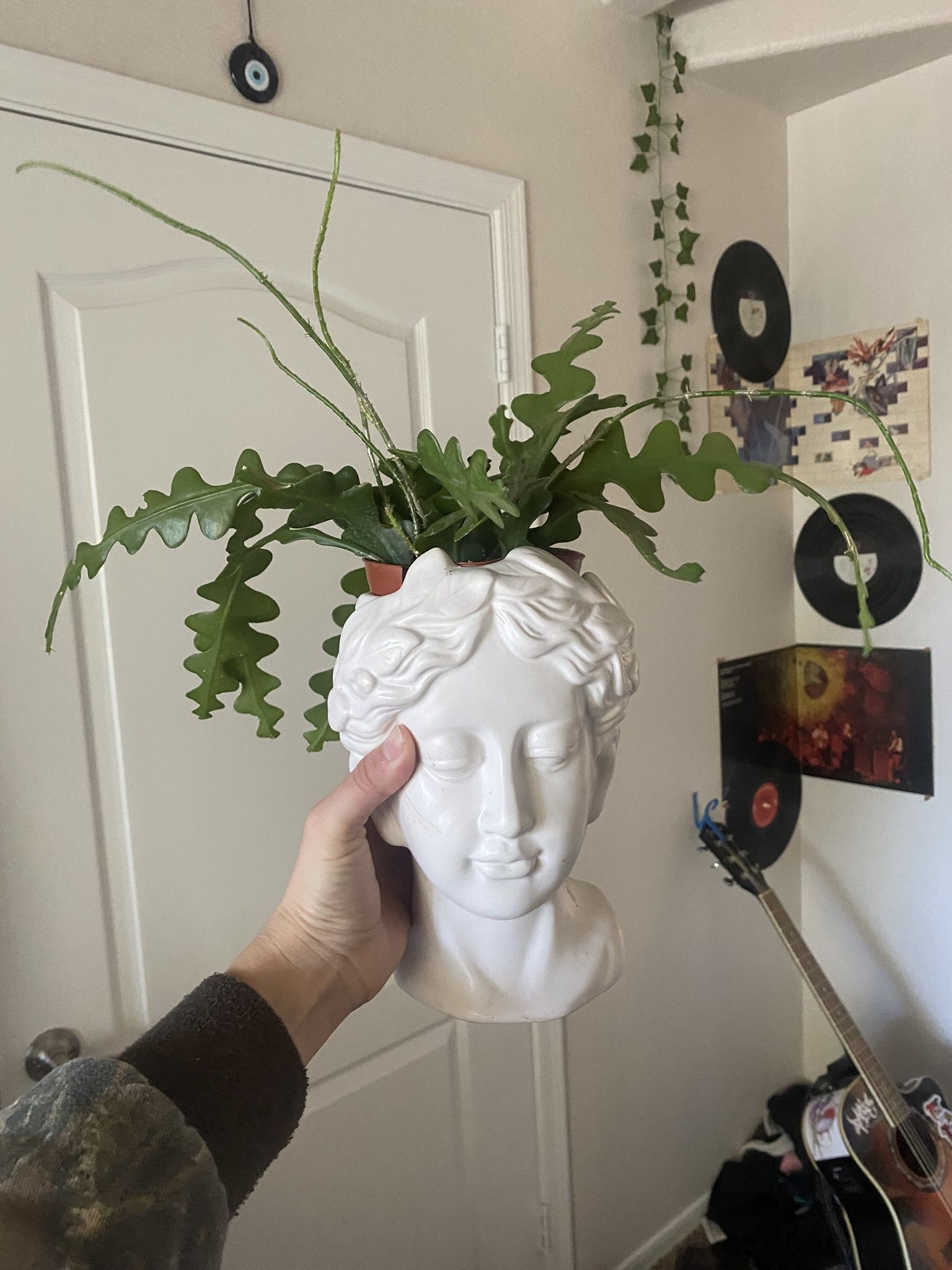 Ric Rac Succulent In Aphrodite Pot